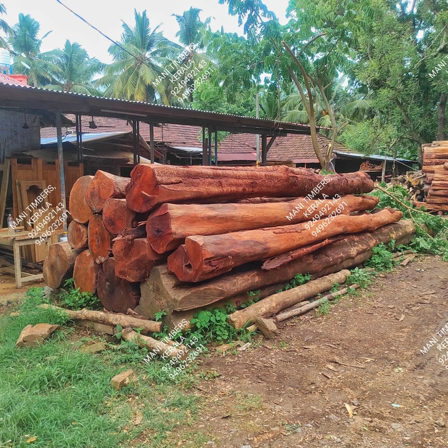 jackfruit/plavu logs